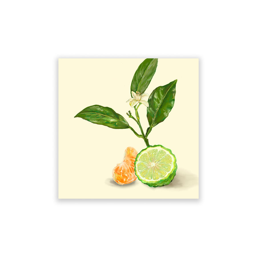 Bergamot & Clementine 01