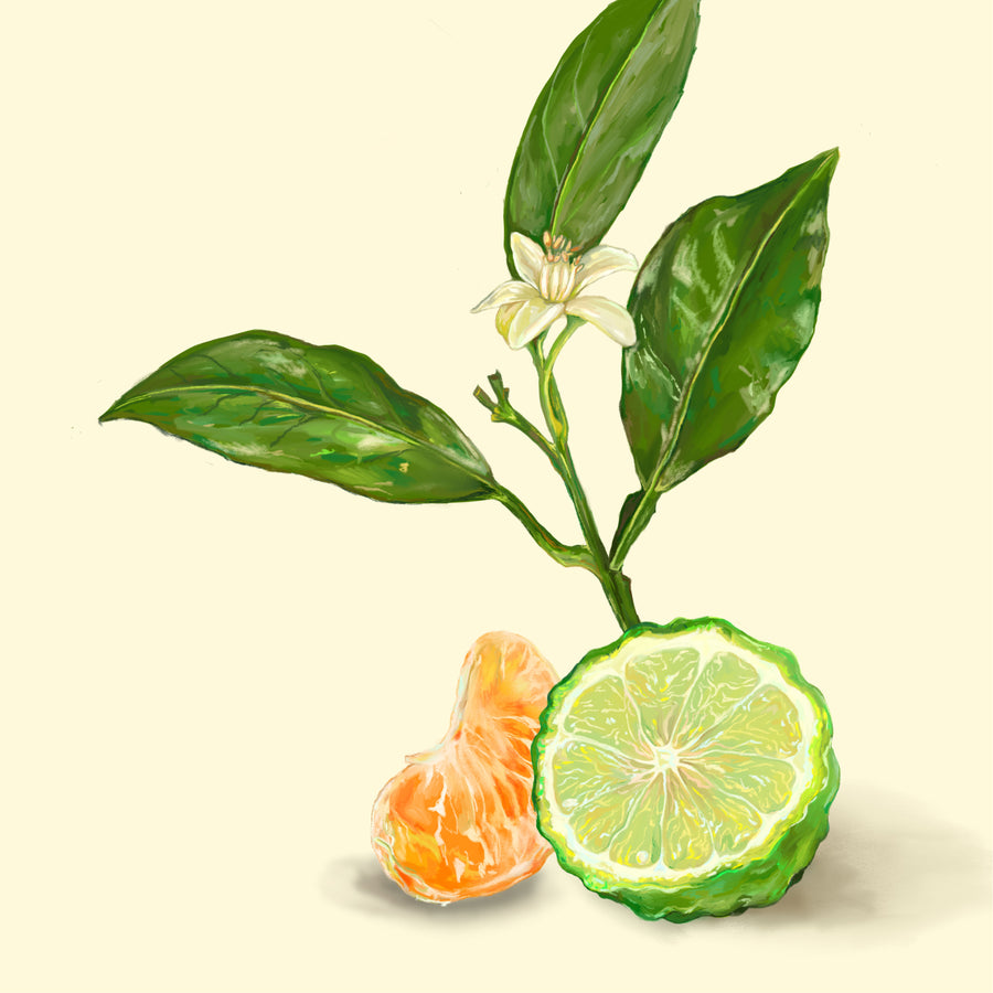 Bergamot & Clementine 01